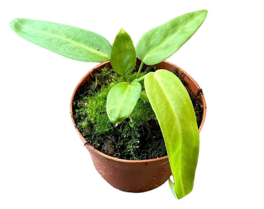 Anthurium Pallidiflorum