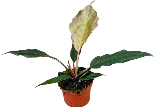 Philodendron Choco Empress