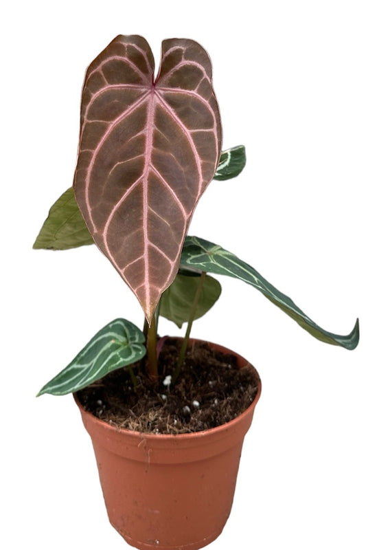 Anthurium Red Crystallinum