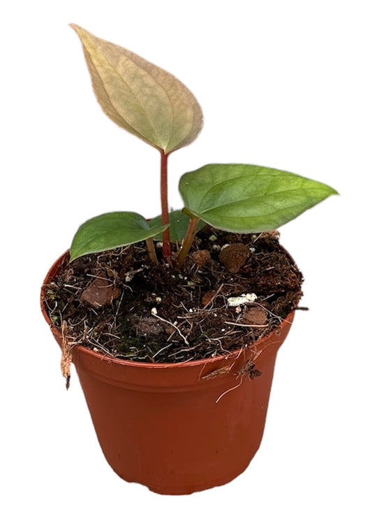 Anthurium Papillilaminum X Luxurians