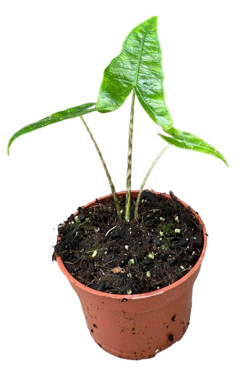 Alocasia zebrina 'Reticulata'