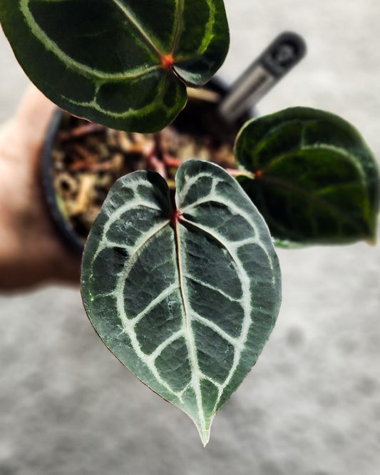 Anthurium Red Tiger