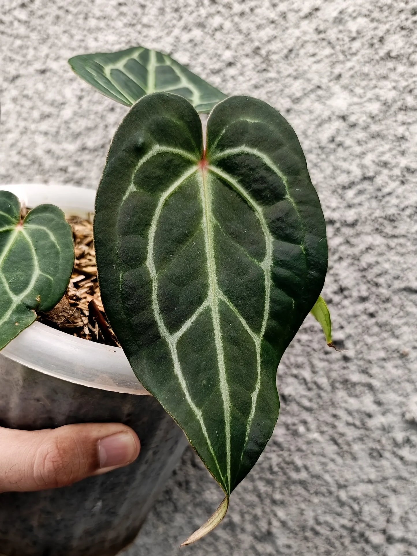 Anthurium Bigfoot x HURC