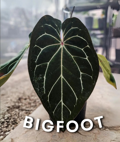 Anthurium Bigfoot x HURC