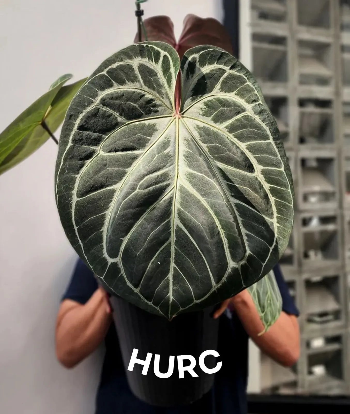 Anthurium Bigfoot x HURC