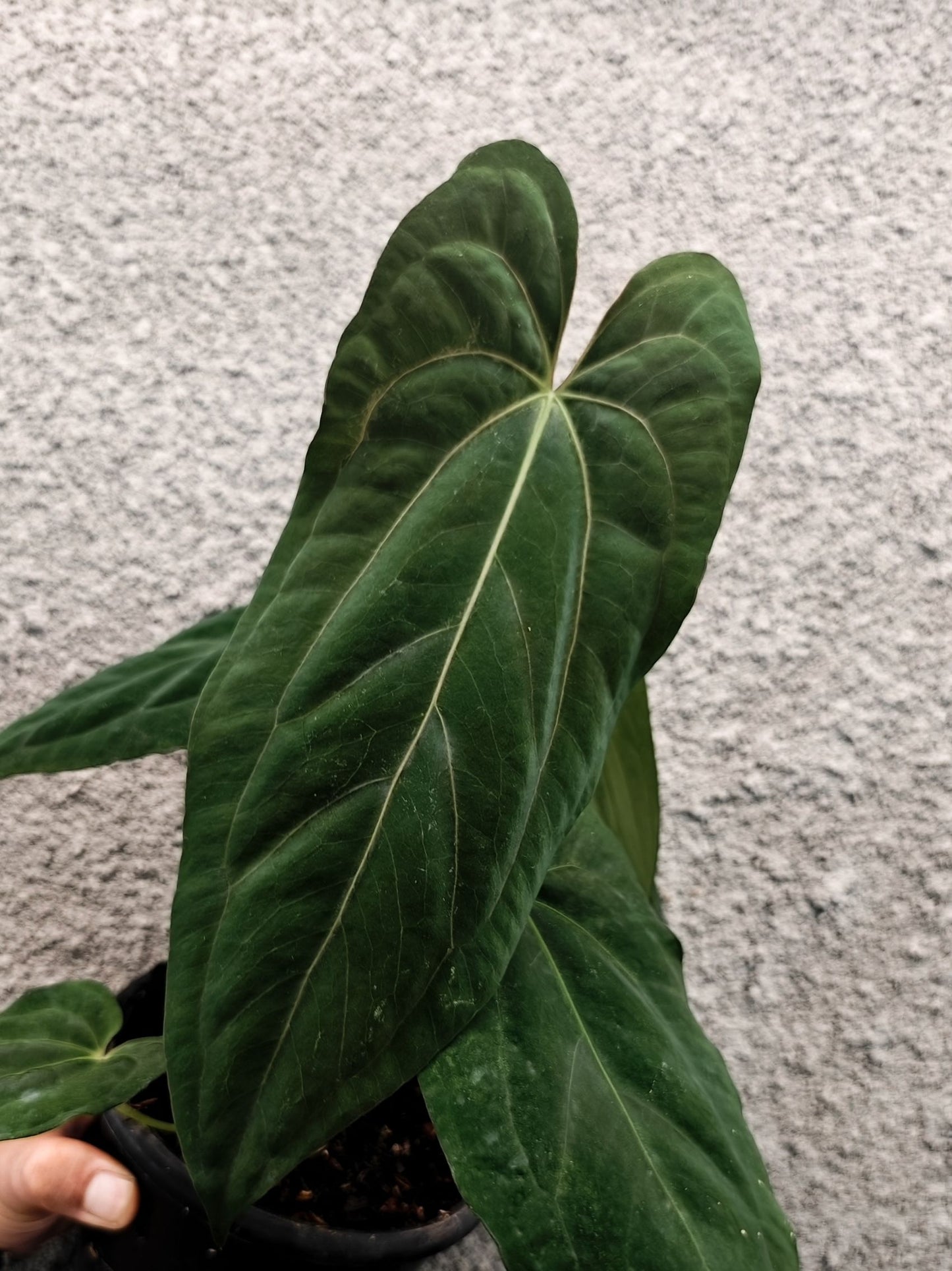 Anthurium Fort Sherman x Papillilaminum X-One