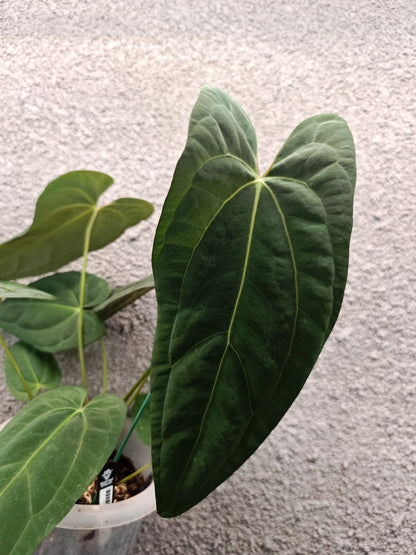 Anthurium Fort Sherman x Papillilaminum X-One