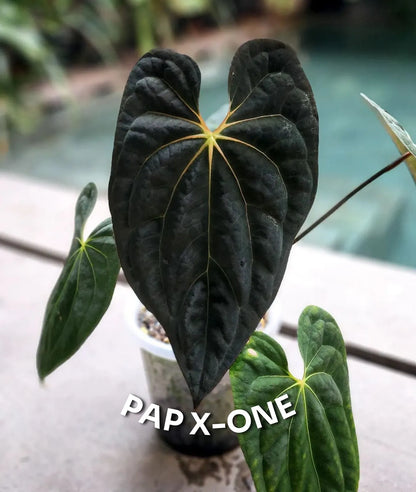 Anthurium Fort Sherman x Papillilaminum X-One