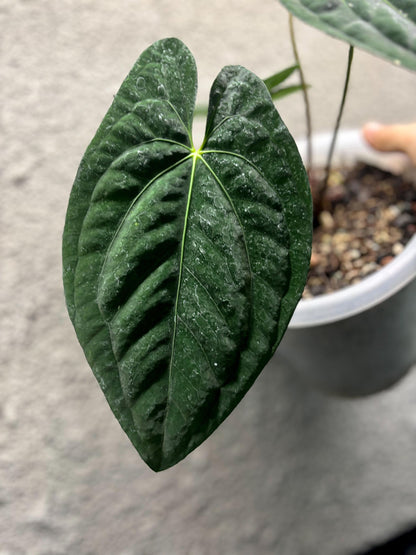 Anthurium Dark Phoenix Clone