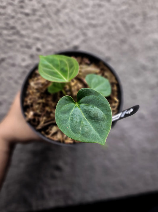 Anthurium HU/King of Spades