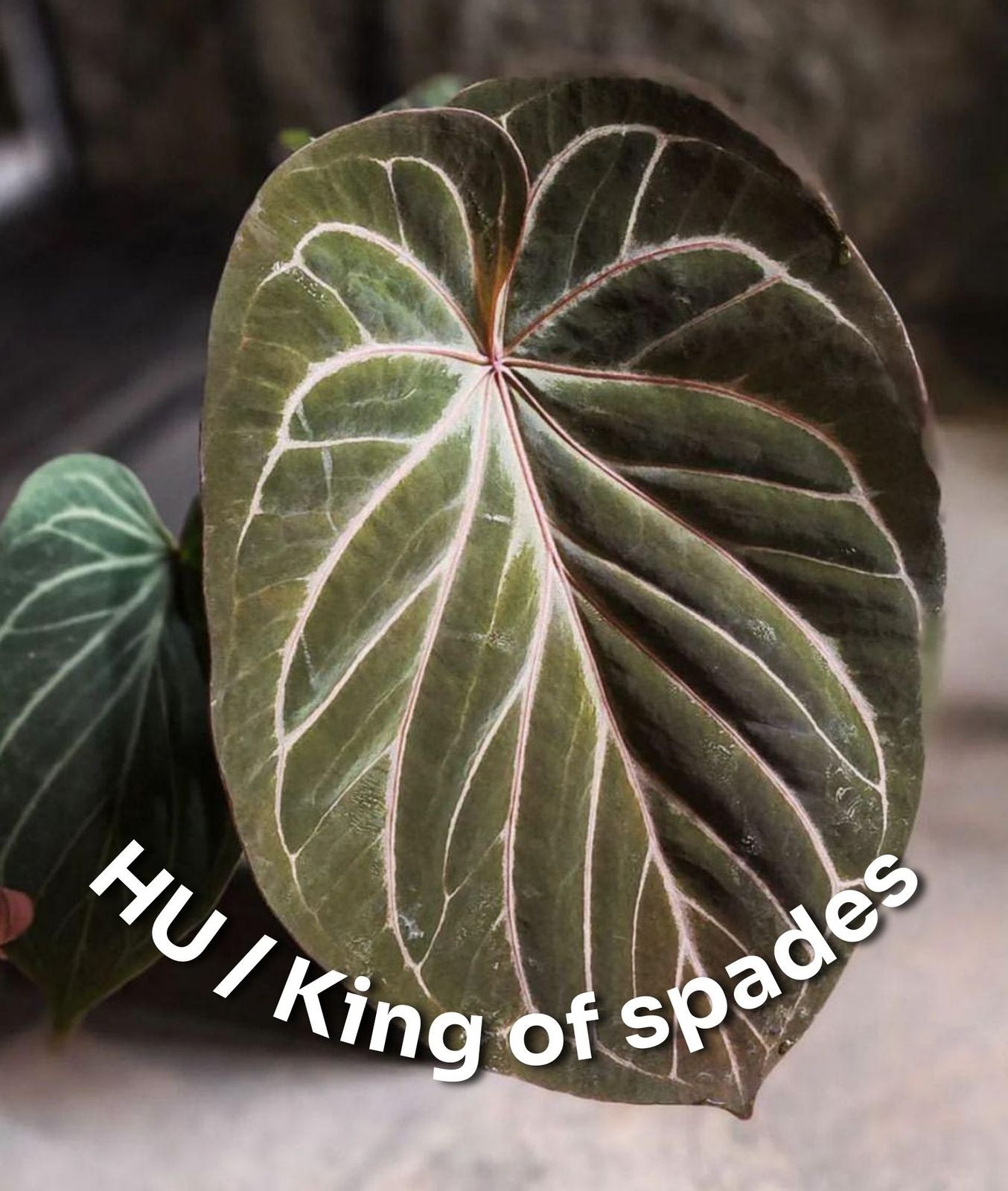 Anthurium HU/King of Spades