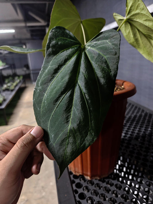 Anthurium HU/King of Spades Wide Sinus