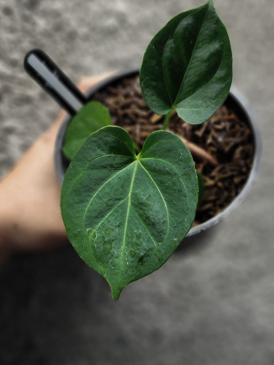 Anthurium HU/King of Spades