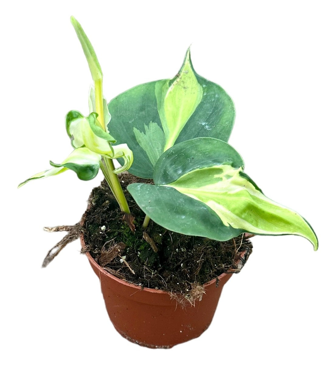 Philodendron Cream Splash