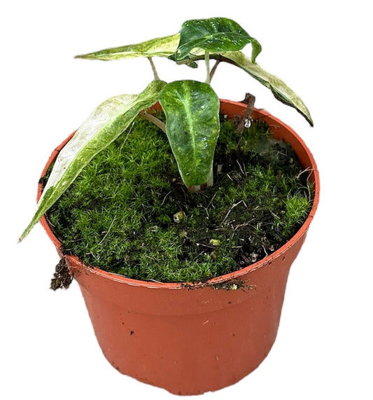 Alocasia Polly Yellow Variegata