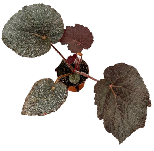 Begonia Taconite