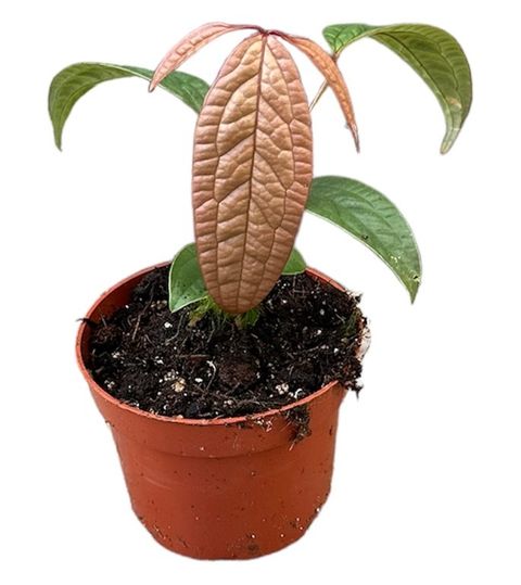 Anthurium arisaemoides