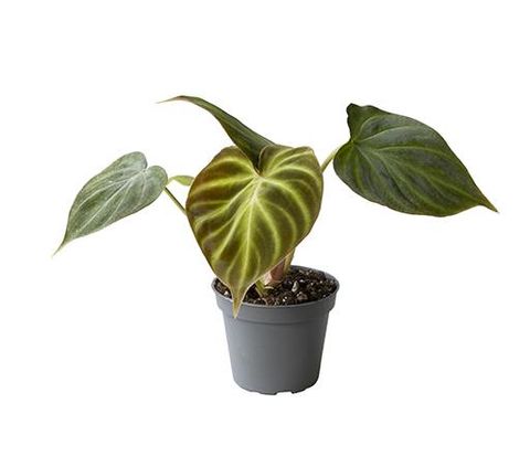 Philodendron verrucosum - Baby Plante