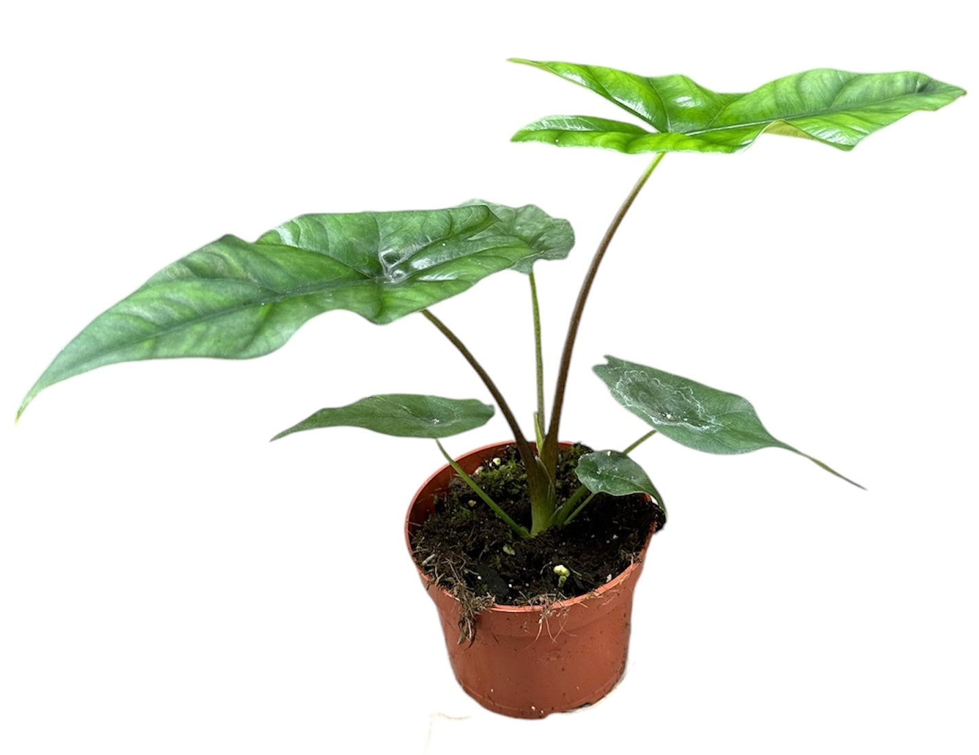 Alocasia Simpo