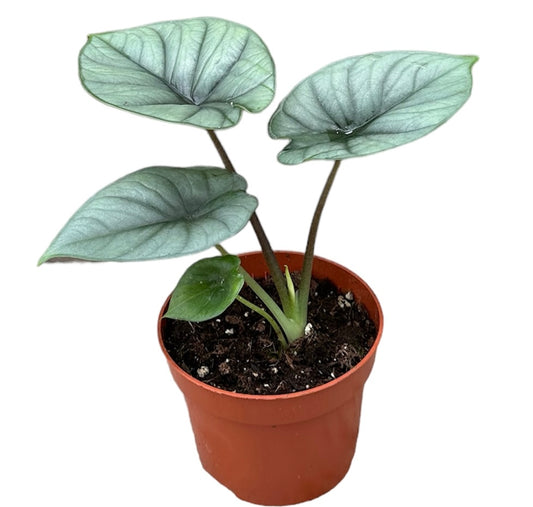 Alocasia Platinum