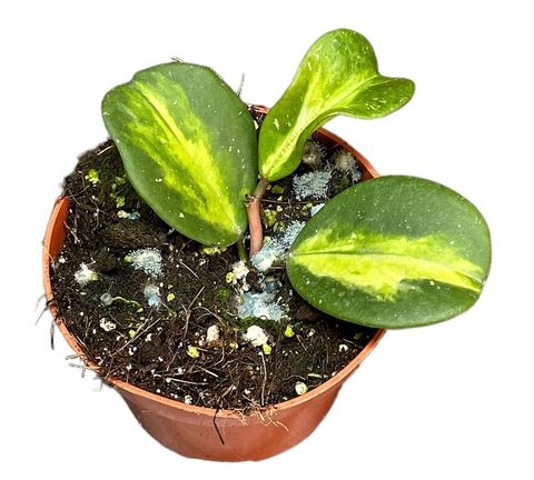 Hoya obovata 'Variegata'