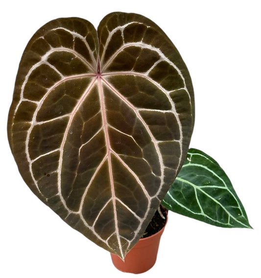 Anthurium Red Crystallinum