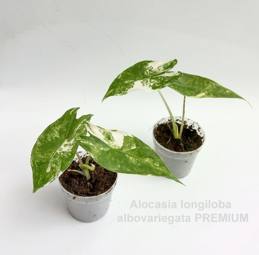 Alocasia longiloba albovariegata 'PREMIUM' 7cm