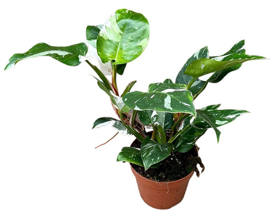 Philodendron White Princess