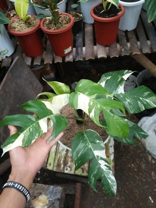 Epipremnum pinnatum 'Albo'