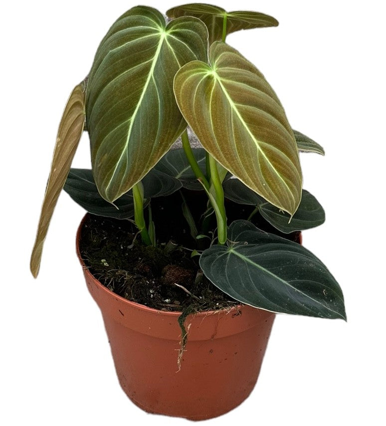 Philodendron Melanochrysum