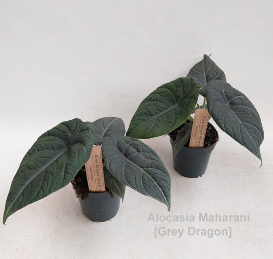 Alocasia Maharani 'Grey Dragon' 12cm