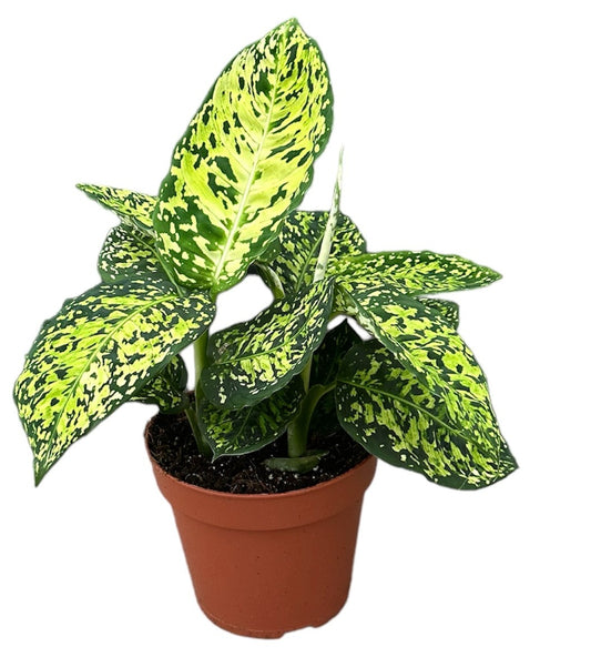 Dieffenbachia Reflector