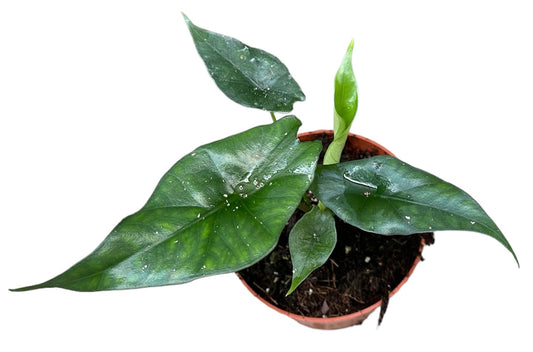 Alocasia Simpo