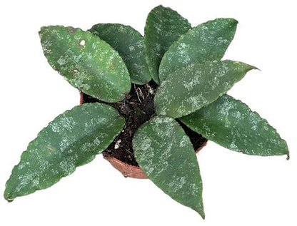 Hoya caudata