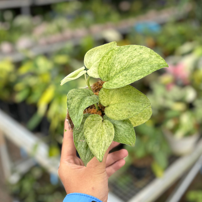 Scindapsus 'Super Star' variegata