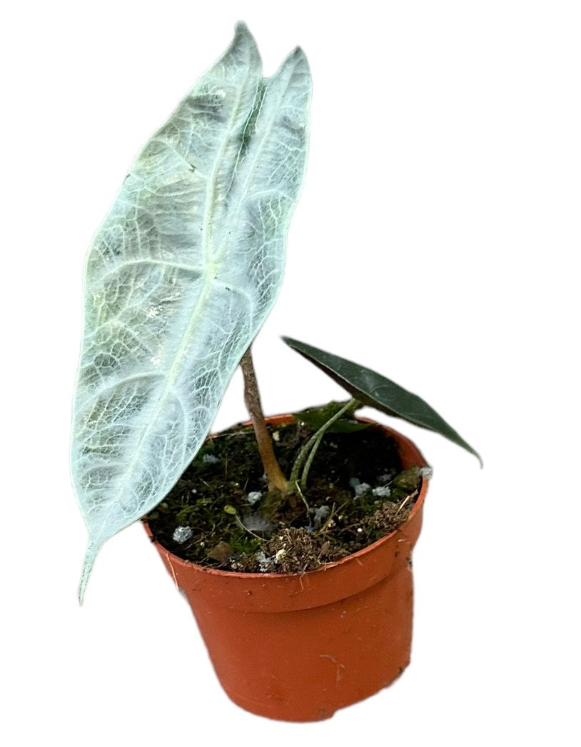 Alocasia Longiloba Silver