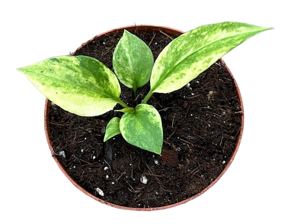 Anthurium Vittarifolium Variegata