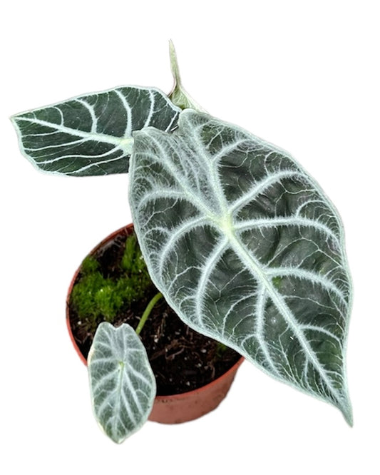 alocasia watsoniana lightning