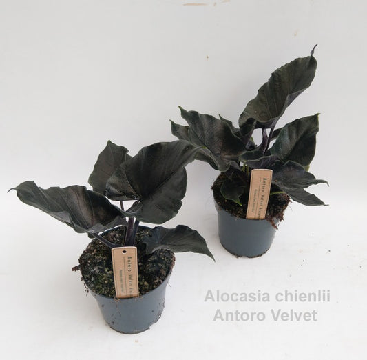 Alocasia chienlii 'Antoro Velvet' 14cm