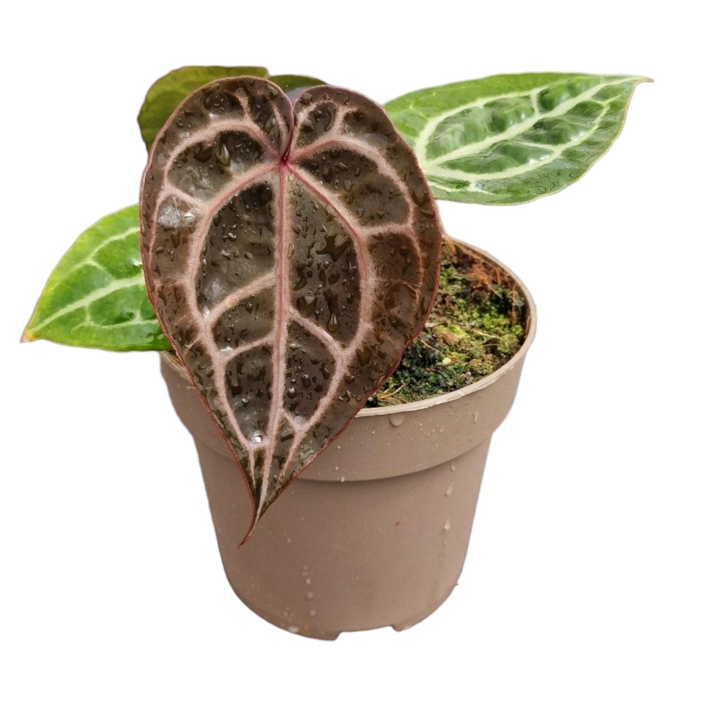 Anthurium Michelle® (DocBlock)