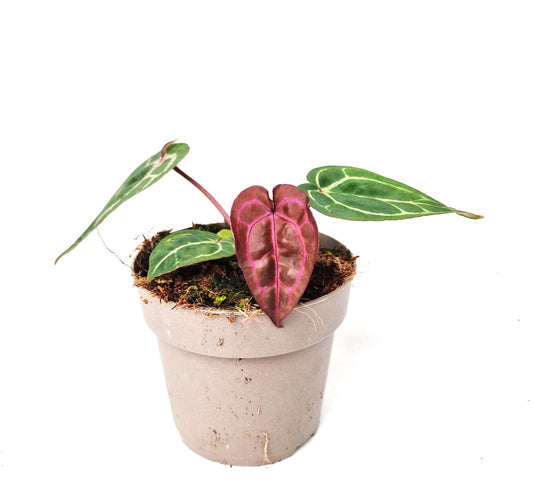 Anthurium DocBlock Anthurium Zara® '14' X Red Crystal® '12' (purple)