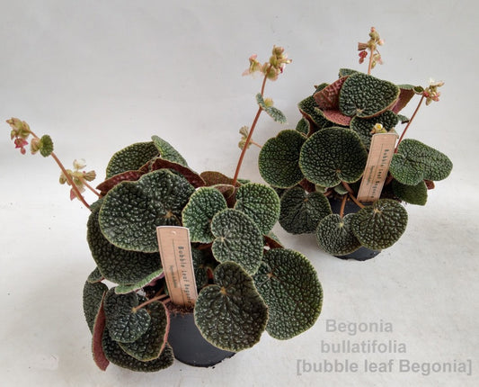 Begonia bullatifolia 'Bubble Leaf Begonia' 14cm