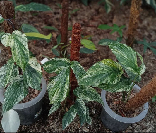 Amydrium zippelianum 'Variegata'