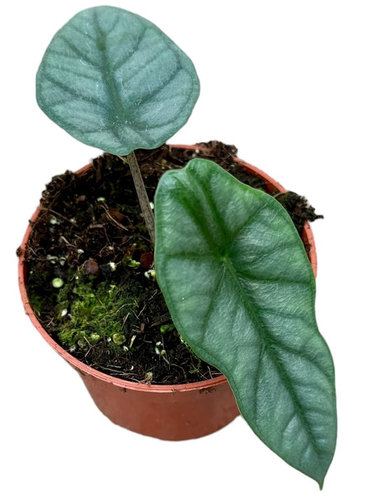 Alocasia 'Heterophylla Corazon'