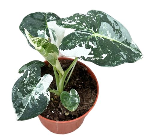 Alocasia micholitziana 'Frydek Variegata'