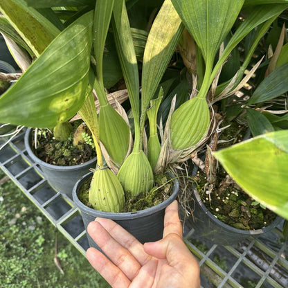 Coelogyne pendurata