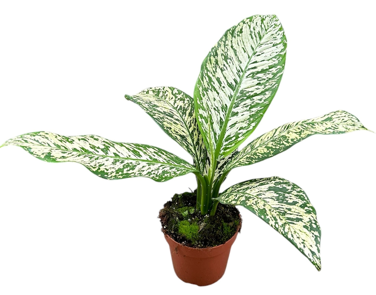 dieffenbachia white etna