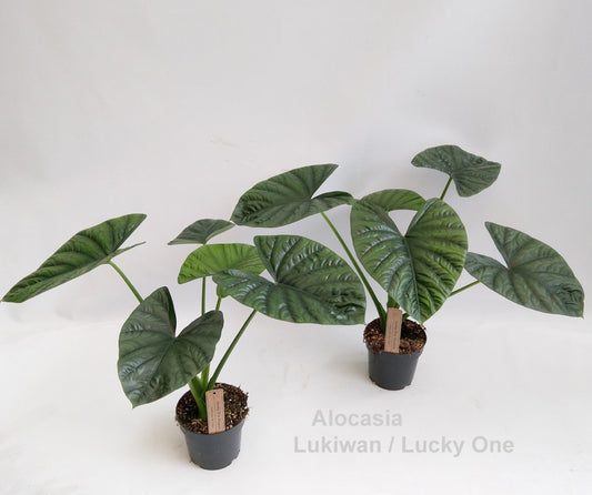 Alocasia 'Lukiwan / Lucky One' 14cm