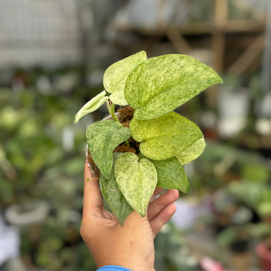 Scindapsus 'Super Star' variegata