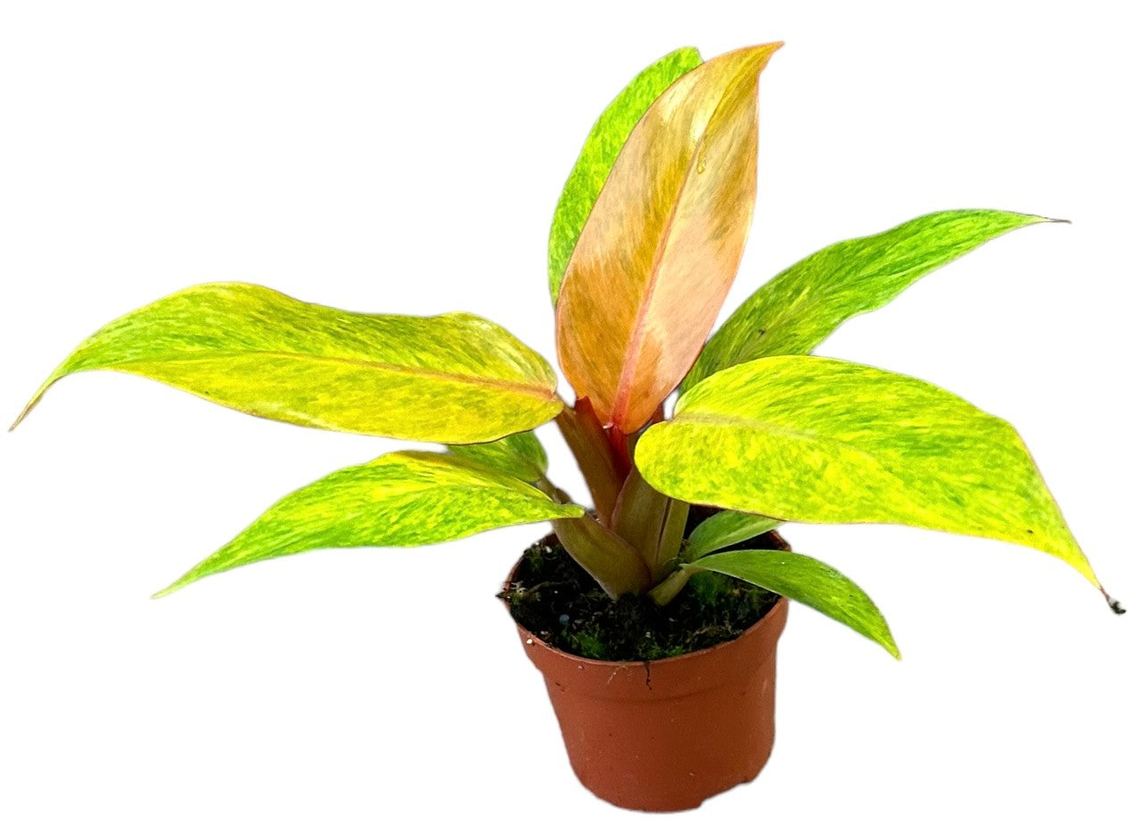 Philodendron Orange Marmelade